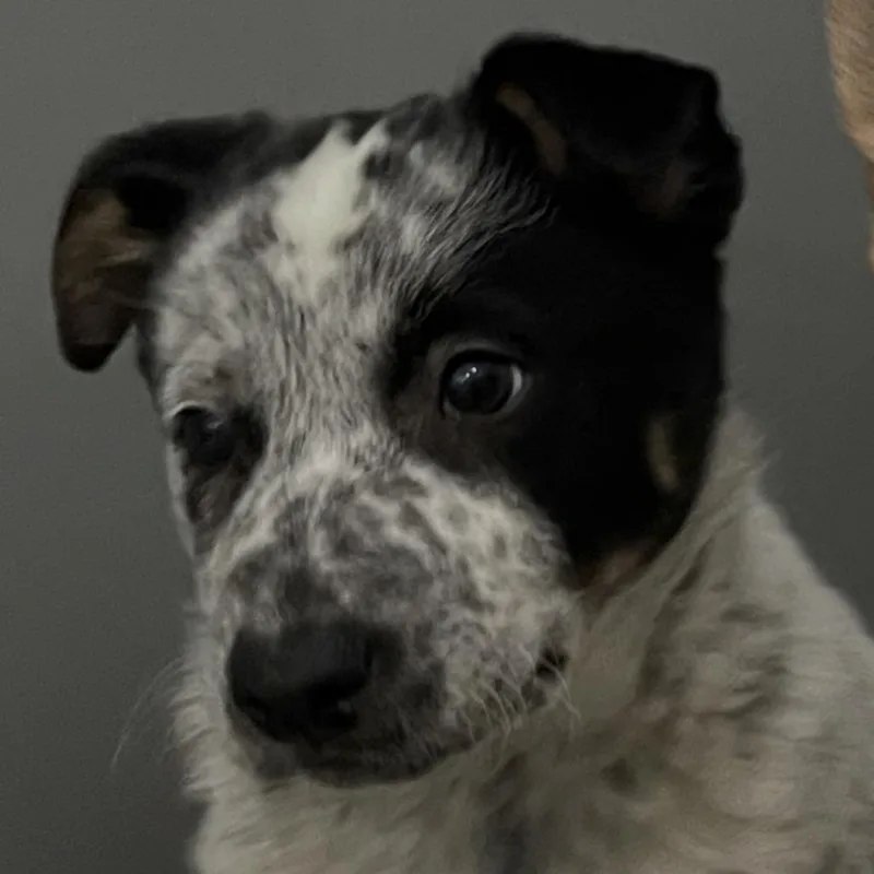 Vaggos D thumbnail 2