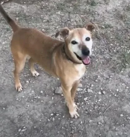 A senior medium-sized female Black Mouth Cur dog named Roxie for adoption in San Antonio, TX
