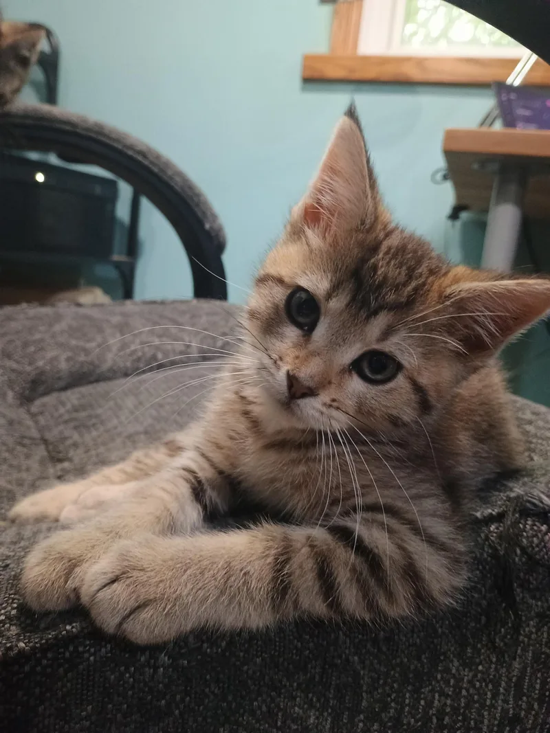 A baby medium-sized female Tabby (Buff / Tan / Fawn) Domestic Short Hair cat named Cheeto for adoption in Farmington, MN