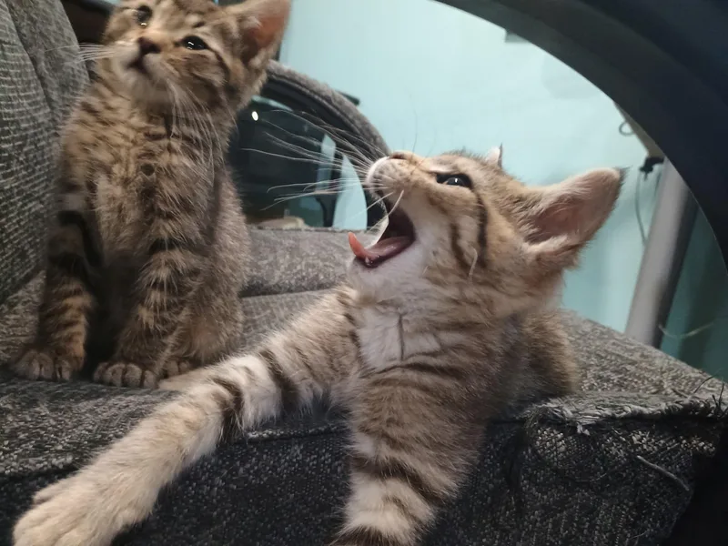Cheeto thumbnail 2