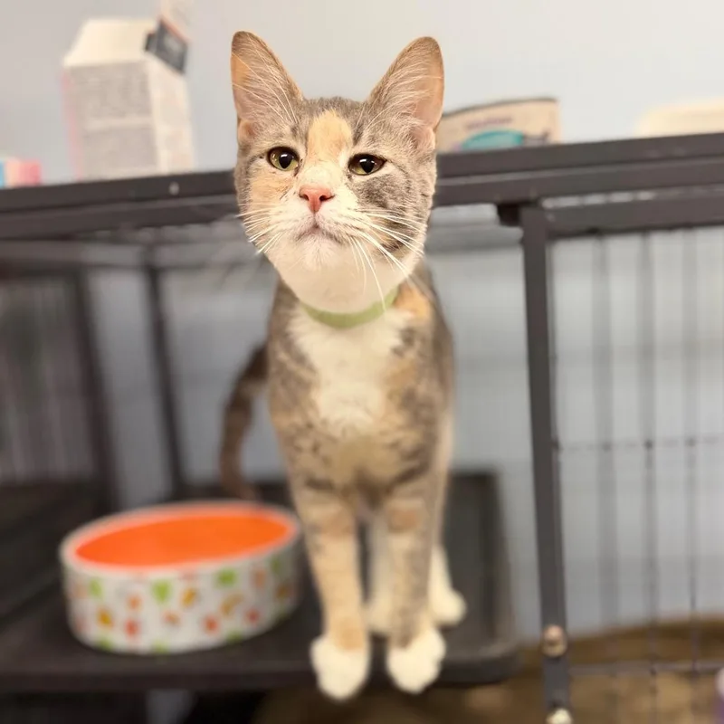 An adult medium-sized female Domestic Short Hair cat named Hadleigh for adoption in Portage, MI