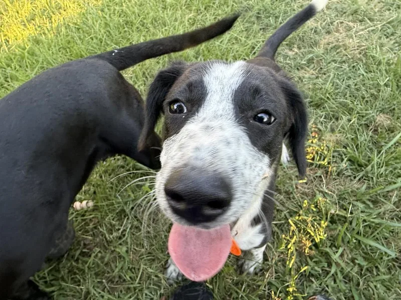 A baby medium-sized male Mixed Breed dog named Pepper for adoption in Florence, SC