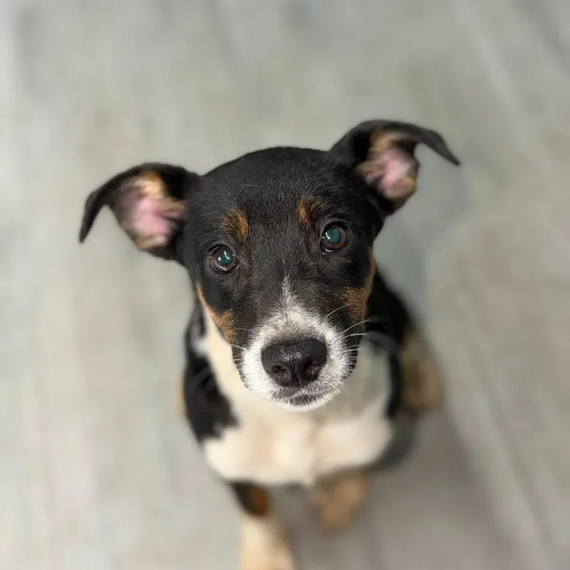 A young medium-sized male Black Australian Shepherd dog named Snickers for adoption in Princeton, KY