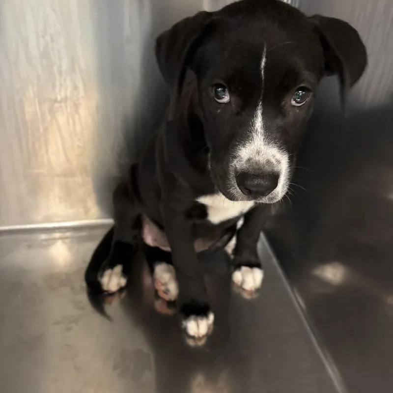 A baby medium-sized female Black Mixed Breed dog named Mocha for adoption in Memphis, TN