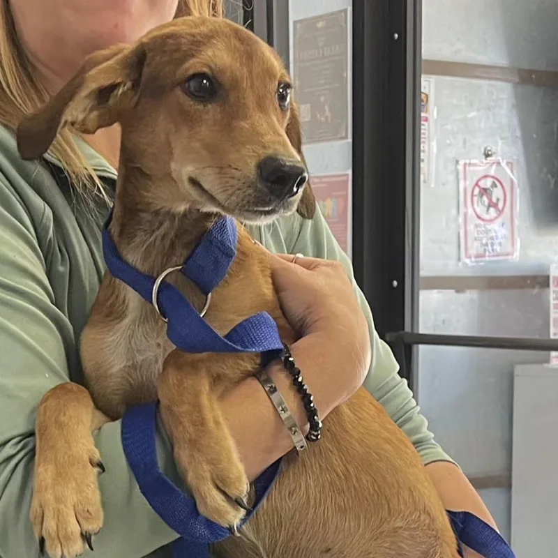 A young small-sized male Brown / Chocolate Cattle Dog dog named Stabler for adoption in Lake Jackson, TX