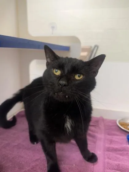An adult medium-sized male Domestic Short Hair cat named Ender for adoption in Vero Beach, FL