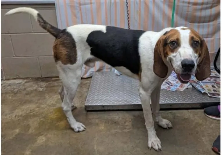An adult medium-sized male Treeing Walker Coonhound dog named Arthur for adoption in Hazard, KY