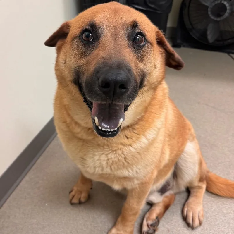 A senior large-sized male Brown / Chocolate Mixed Breed dog named Mango for adoption in Lynchburg, VA