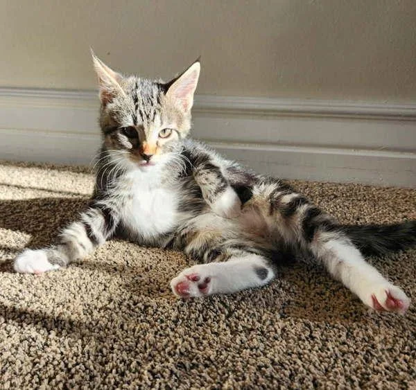 A baby medium-sized female Domestic Short Hair cat named Tatter Tot for adoption in Salt Lake City, UT