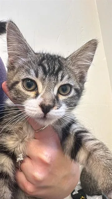 A baby small-sized male Domestic Medium Hair cat named Bowie for adoption in West Valley City, UT