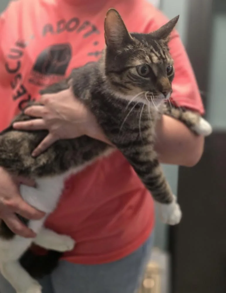 An adult large-sized male Domestic Short Hair cat named Montgomery for adoption in Dickson, TN
