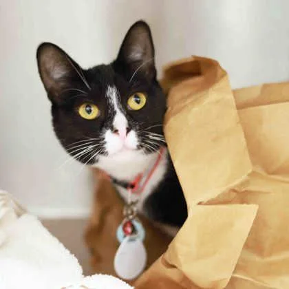 A young small-sized female White Domestic Short Hair cat named Shirley for adoption in Atlanta, GA