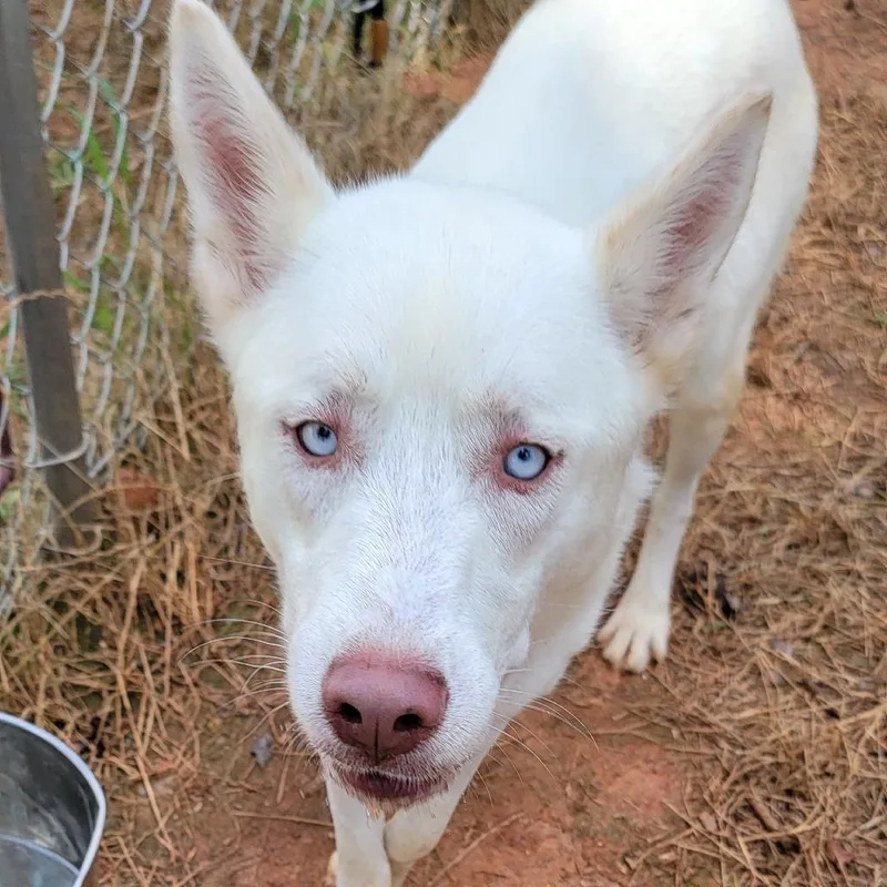 A young medium-sized female White / Cream Husky dog named Celeste for adoption in Valley, AL