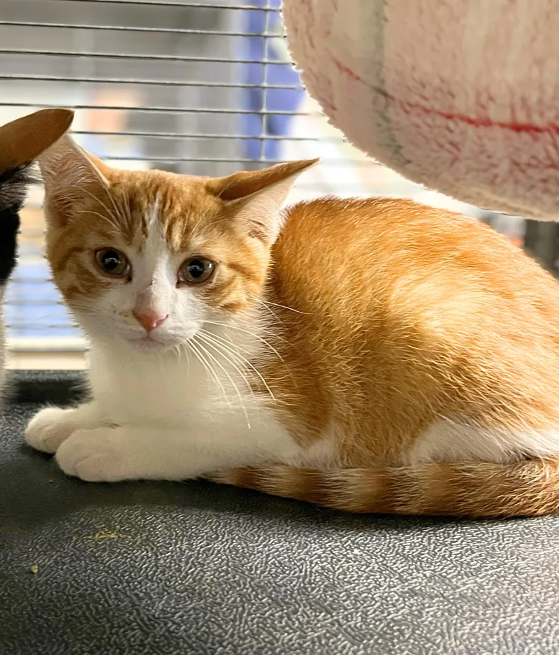 A baby medium-sized male Orange & White Domestic Short Hair cat named Kirby for adoption in Seville, OH