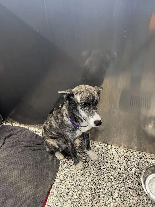 A young large-sized female Brindle Hound dog named Ladybug for adoption in Jackson, MI