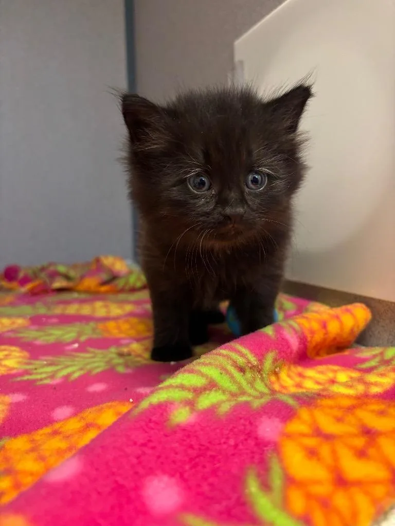 A baby small-sized male Domestic Short Hair cat named Hal O'Ween for adoption in Liverpool, NY