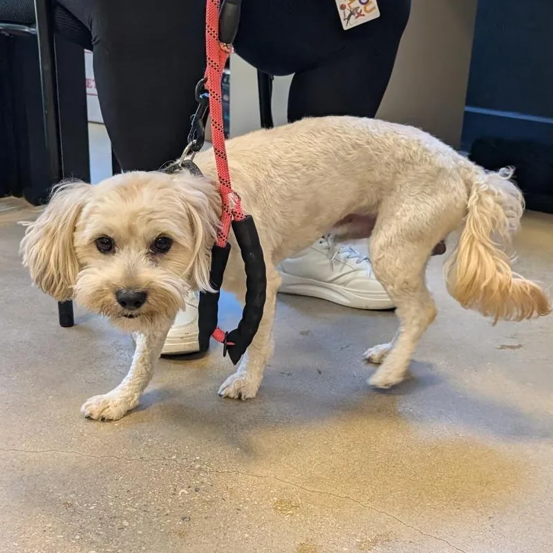 An adult small-sized male White / Cream Cavalier King Charles Spaniel dog named Bailey for adoption in Baltimore, MD