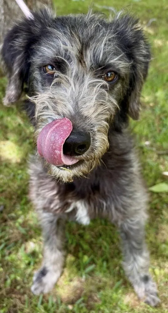 A young medium-sized female Labradoodle dog named Archimedes for adoption in Washington, DC