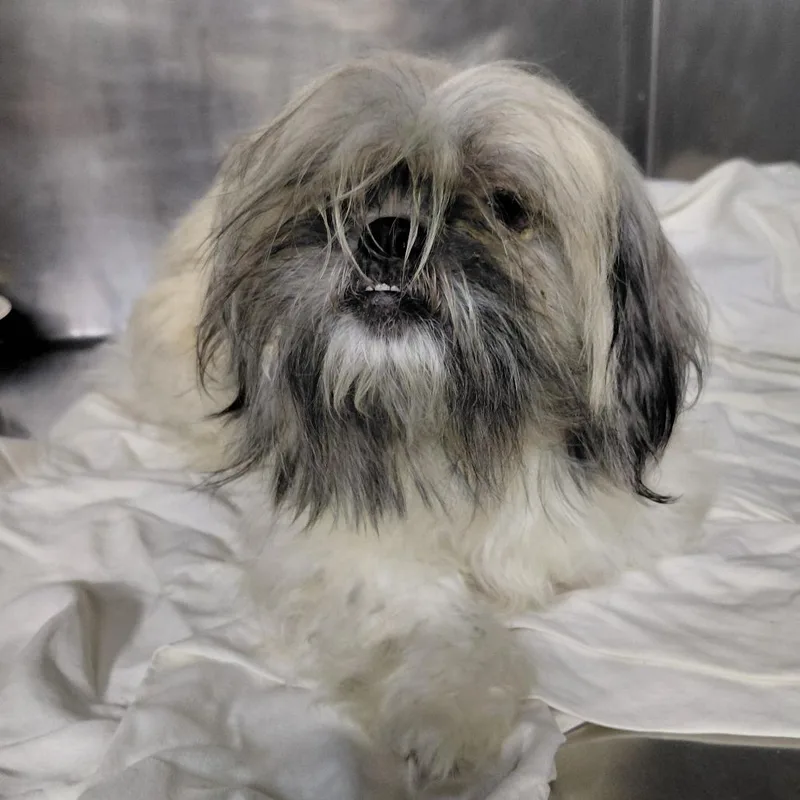 An adult small-sized female Yellow / Tan / Blond / Fawn Shih Tzu dog named Junebug for adoption in Philadelphia, PA