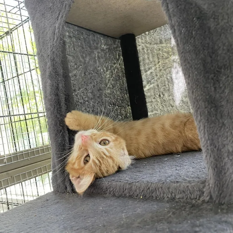 A baby small-sized male Orange / Red Domestic Medium Hair cat named Jax Costa Mesa Location for adoption in Chino Hills, CA