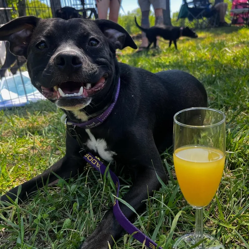 A young small-sized female Mixed Breed dog named Pearl for adoption in Richmond, VA