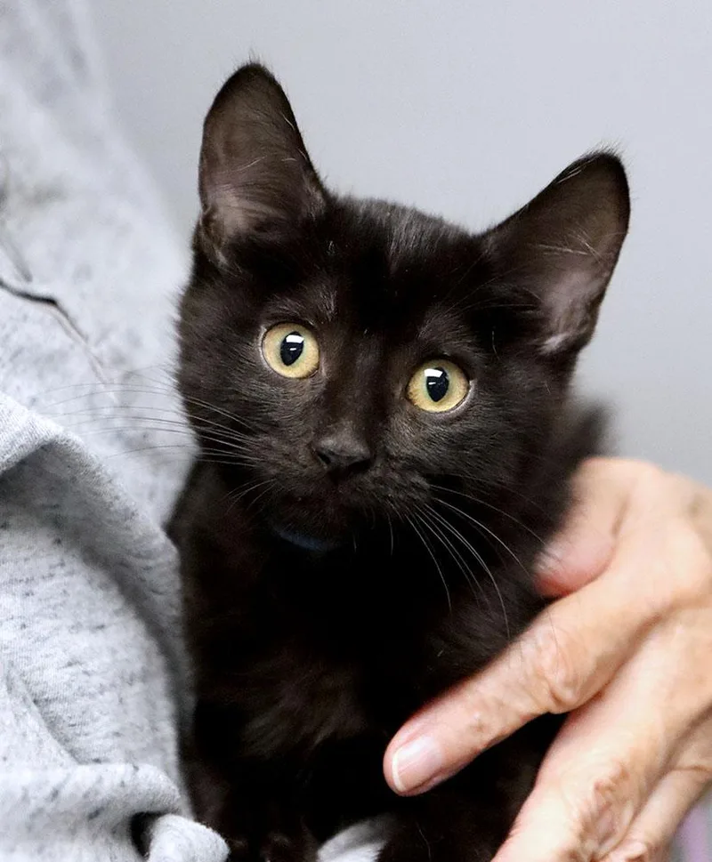 A baby medium-sized male Domestic Short Hair cat named Duncan for adoption in Kansas City, KS