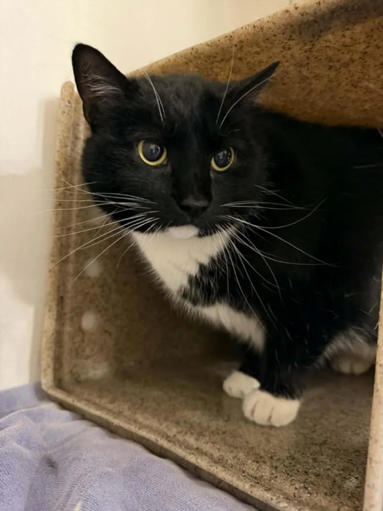 An adult large-sized female Domestic Short Hair cat named Chicago for adoption in Hagerstown, MD