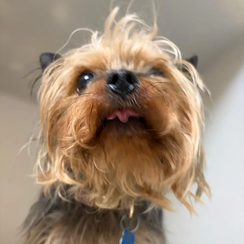 An adult small-sized female Black Yorkshire Terrier dog named Darla for adoption in Harrisonburg, VA