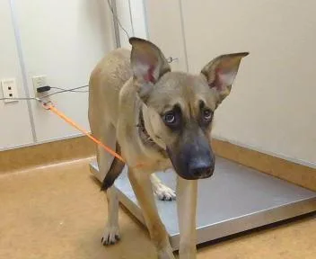 A young small-sized male German Shepherd Dog dog named Charlie for adoption in Sacramento, CA