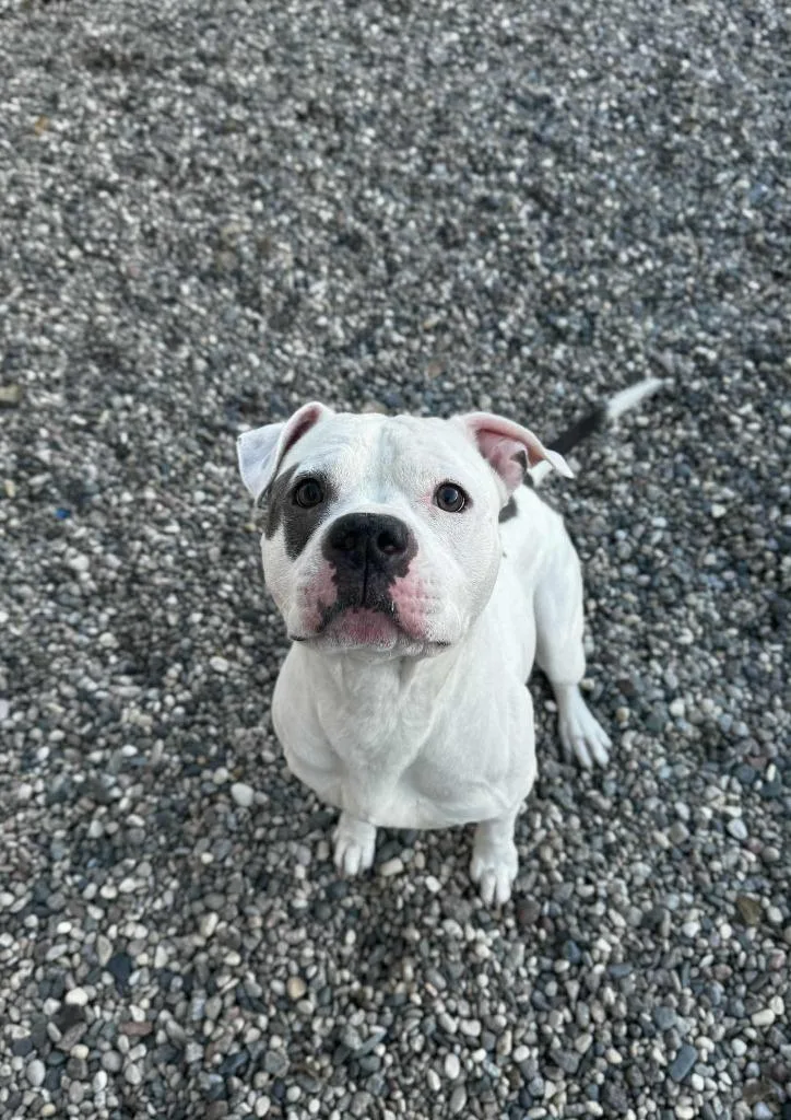 An adult large-sized male Staffordshire Bull Terrier dog named Russet for adoption in Grand Forks, ND