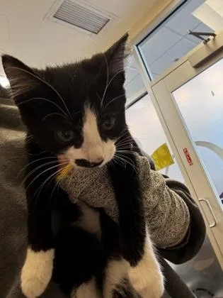 A baby medium-sized female Black Domestic Short Hair cat named Grilled Chicken for adoption in Wichita, KS