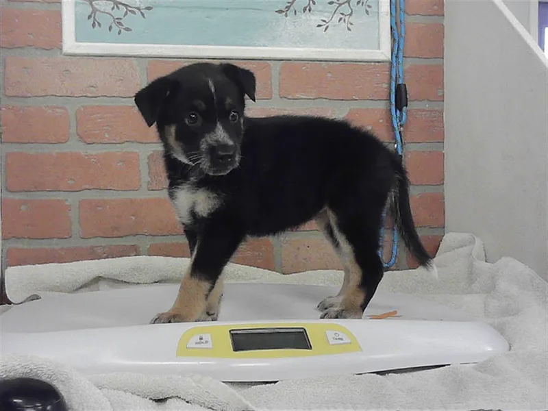 A baby small-sized female German Shepherd Dog dog named Eve for adoption in Houston, TX