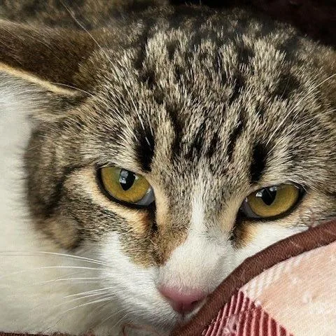 An adult small-sized female Gray / Blue / Silver American Shorthair cat named Arla for adoption in Poplar Bluff, MO