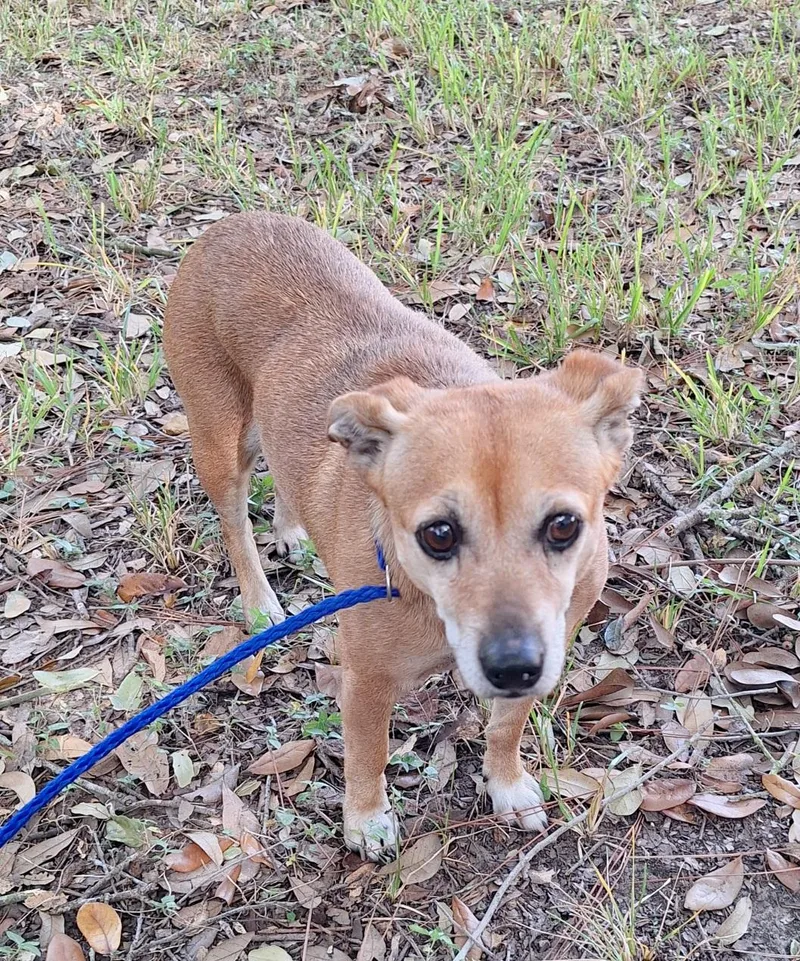 An adult small-sized female Yellow / Tan / Blond / Fawn Dachshund dog named PeggySue BRT for adoption in Missouri City, TX
