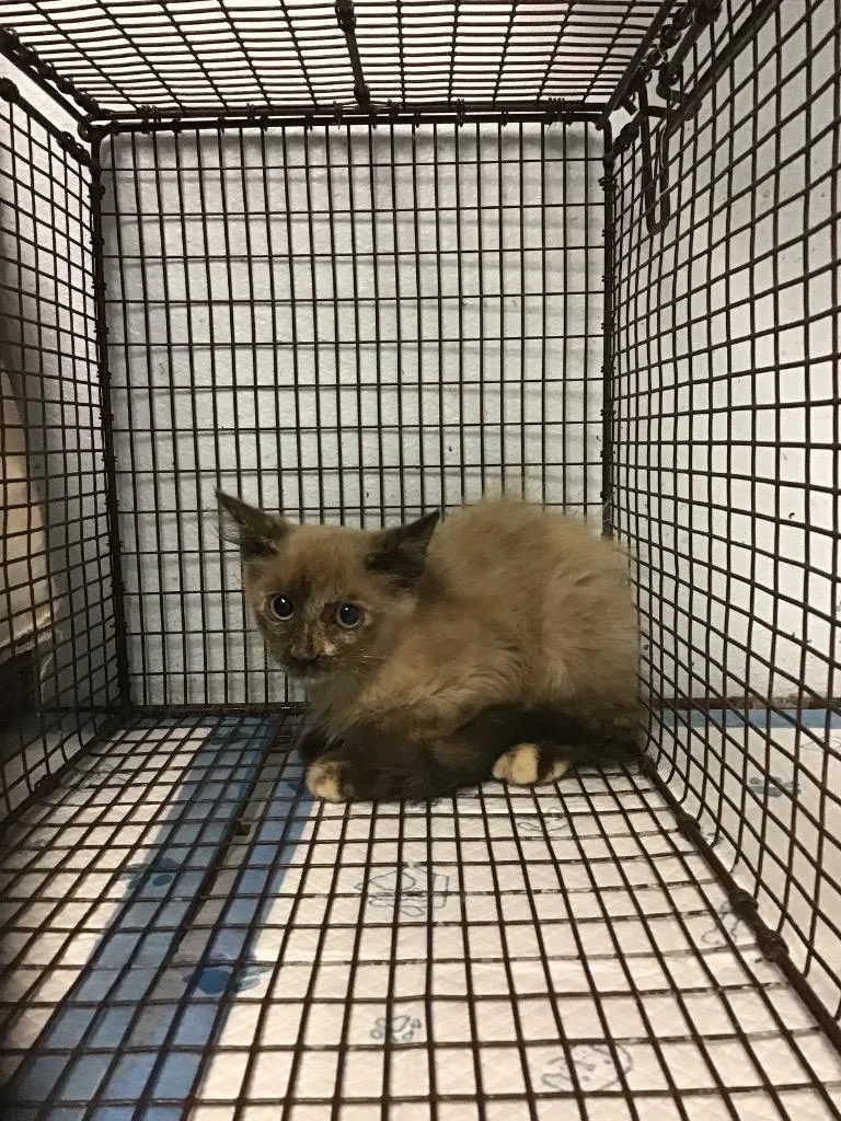 A baby small-sized male Siamese cat named Hyacinth for adoption in New Braunfels, TX
