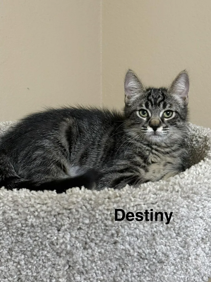 A baby medium-sized female Tabby (Gray / Blue / Silver) Tabby cat named Destiny for adoption in Oakley, CA