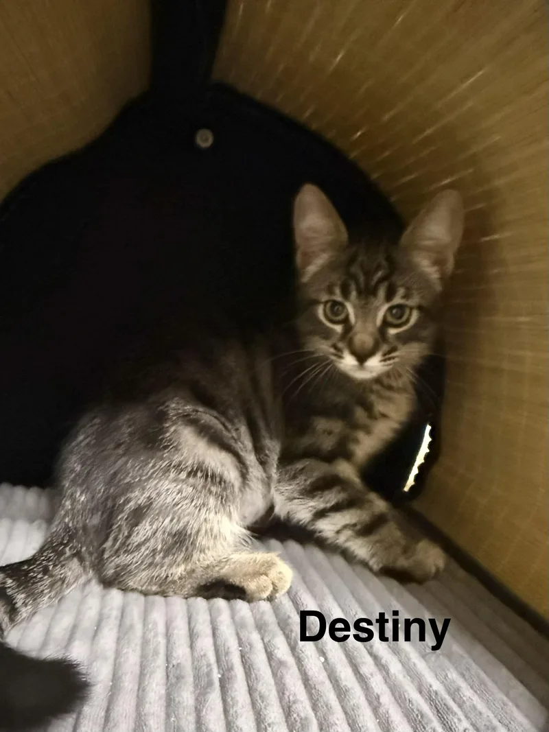 Destiny thumbnail 3