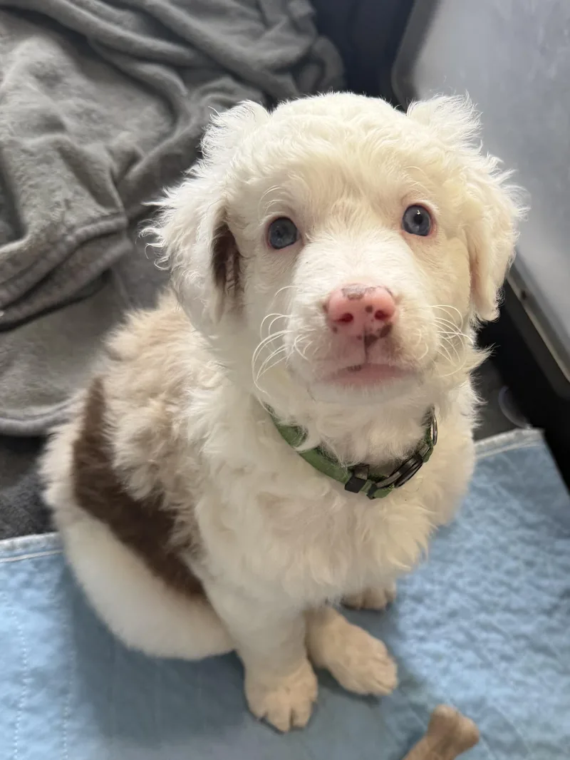 A baby medium-sized female Merle (Blue) Aussiedoodle dog named Lark for adoption in Spring hill, TN