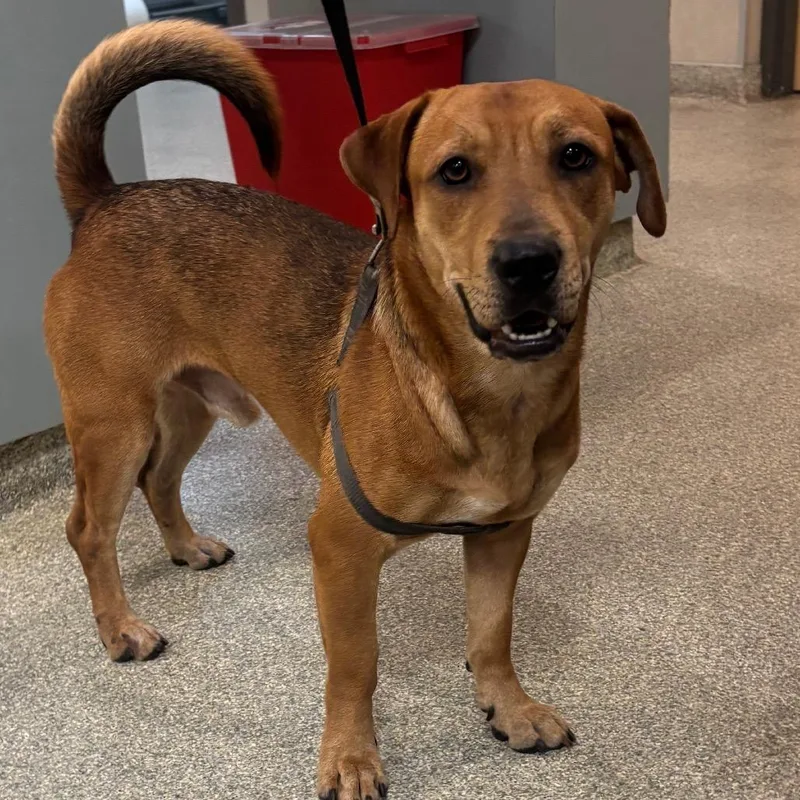 A young medium-sized male Brown / Chocolate Mixed Breed dog named Charmander for adoption in Jacksonville, FL