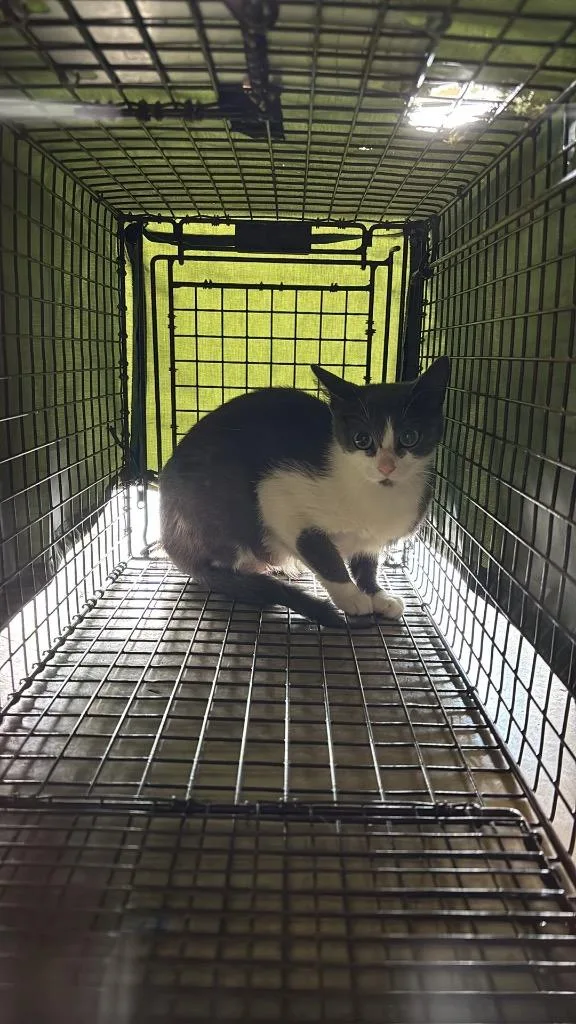 Medina Feral