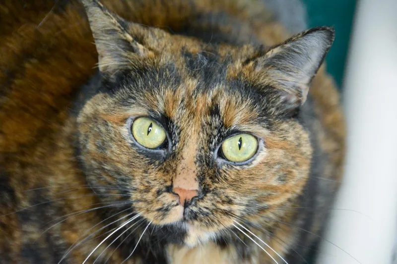 An adult large-sized female Domestic Medium Hair cat named MYRTLE Cat for adoption in New Bern, NC