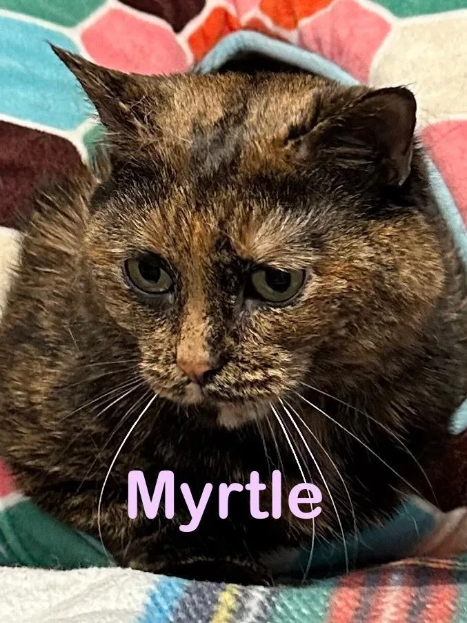 MYRTLE Cat thumbnail 2