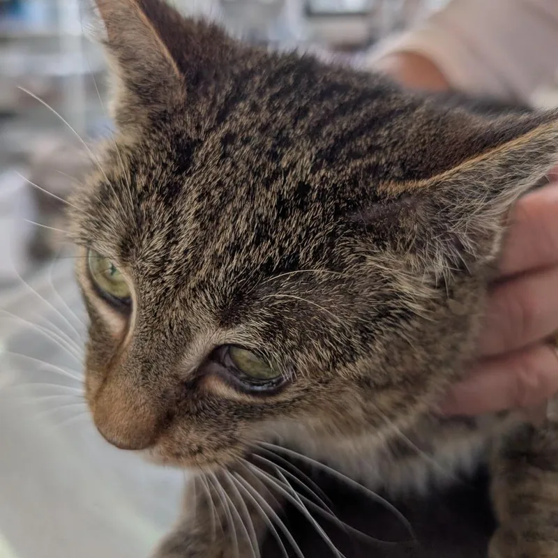 A young medium-sized female Brown / Chocolate Domestic Short Hair cat named Suki for adoption in Chapel Hill, NC