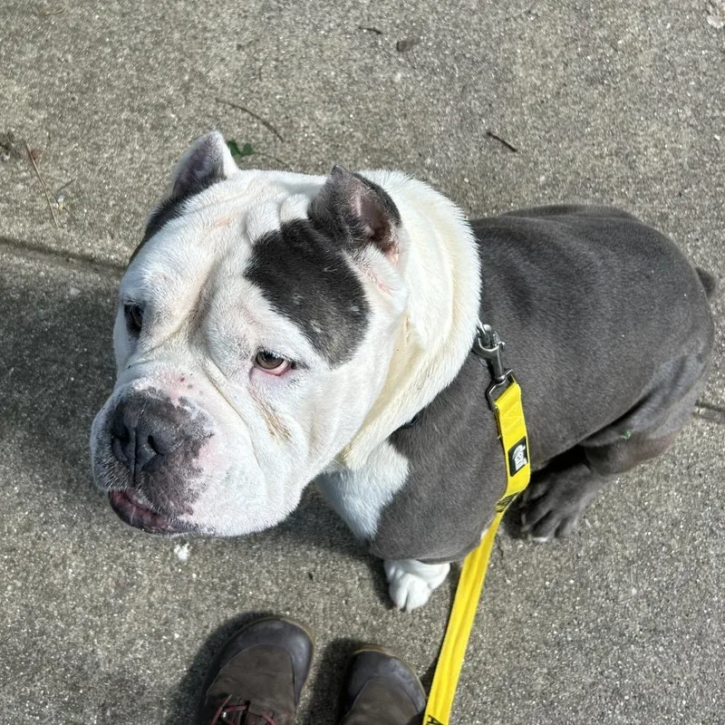 A senior large-sized male Gray / Blue / Silver English Bulldog dog named Drako for adoption in Oak Park, IL