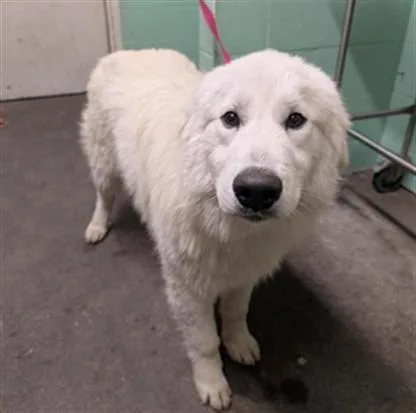 A young large-sized male Great Pyrenees dog named Glitter for adoption in Sacramento, CA