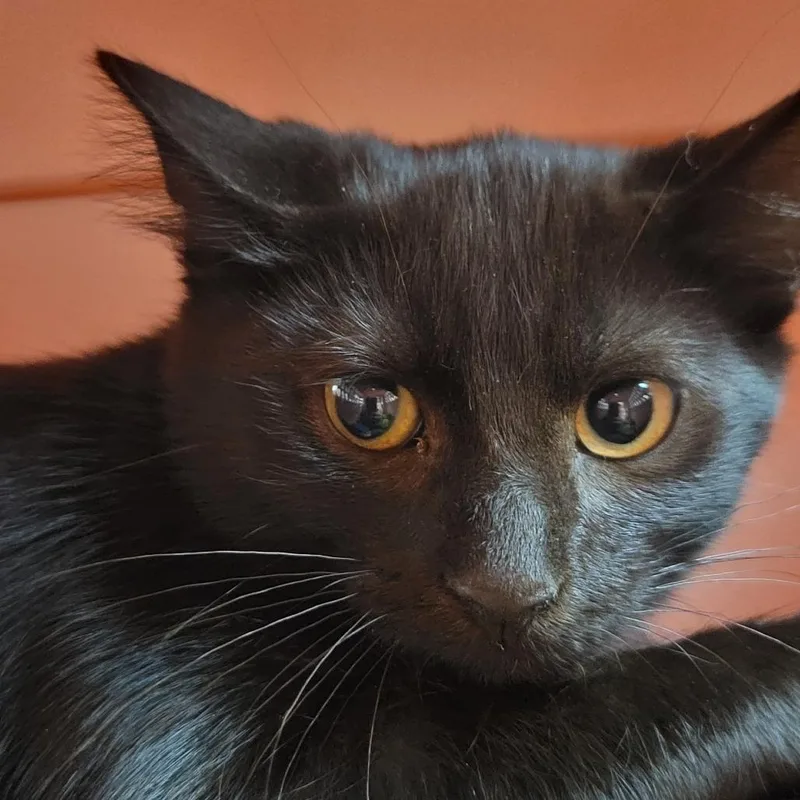 A baby small-sized male Black Domestic Short Hair cat named Spark for adoption in Milan, IL