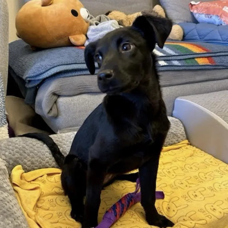 Dumpling thumbnail 2