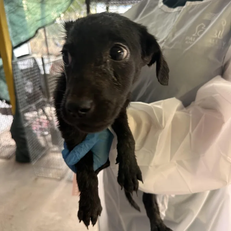 Dumpling thumbnail 3