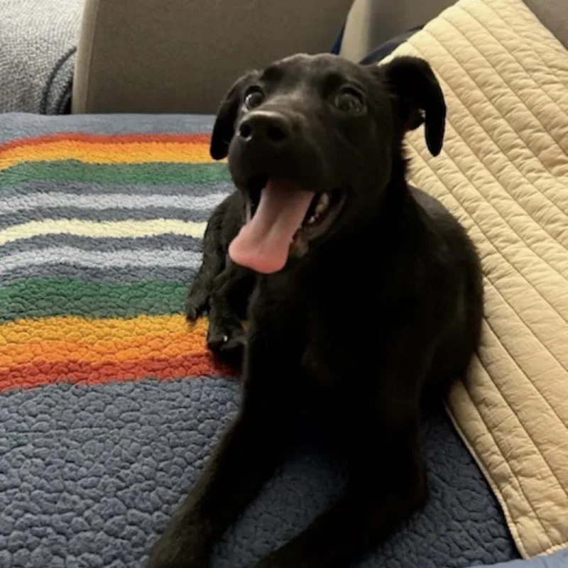 Dumpling thumbnail 4