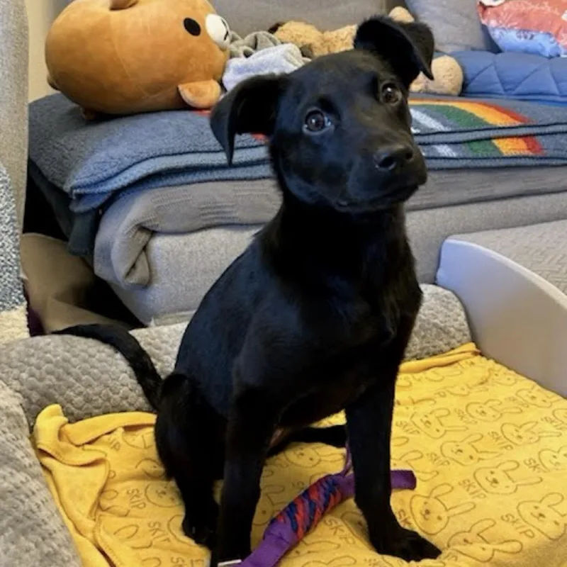 Dumpling thumbnail 5